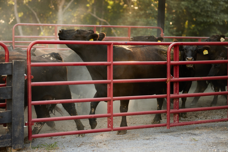 Cattle moving from one area to the next, rubbing up on a red gate.