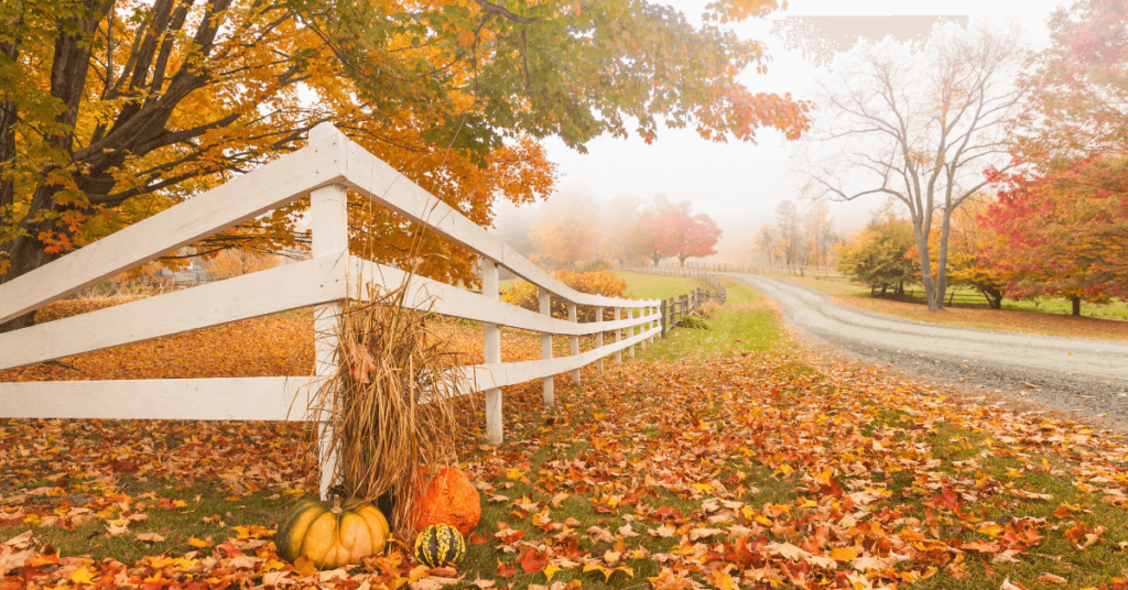 A foggy fall morning, standing near a driveway with white lumber fence cornering around the photo.