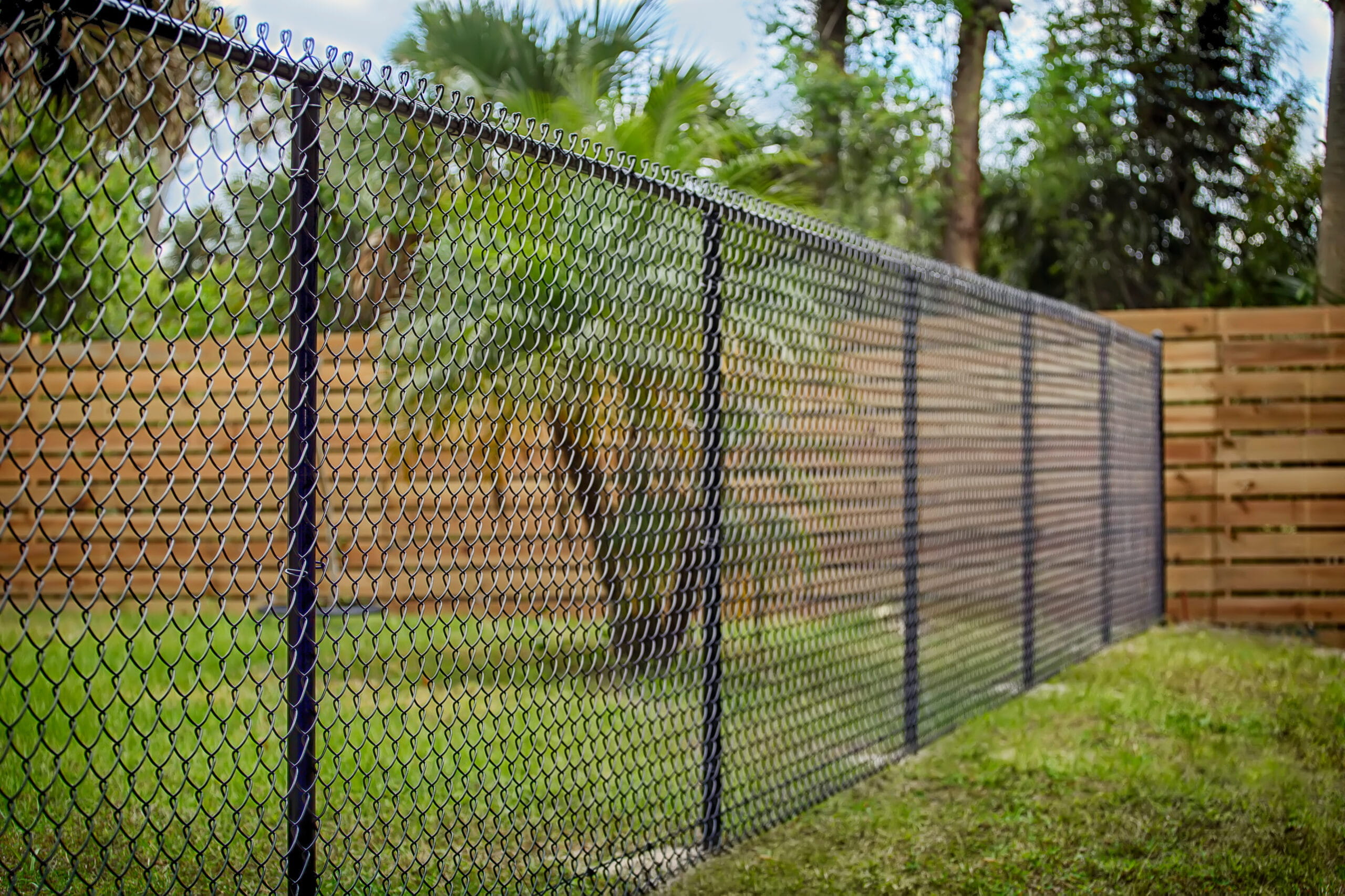 A taller, black painted chain link fence dividing two yards.